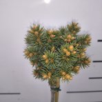 Smrek pichľavý (Picea pungens) ´BRYNEK´ – výška 70-80 cm, kont.C3L – NA KMIENKU
